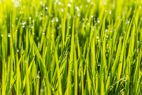 How to Water Your Grass For Healthy Lawn Care