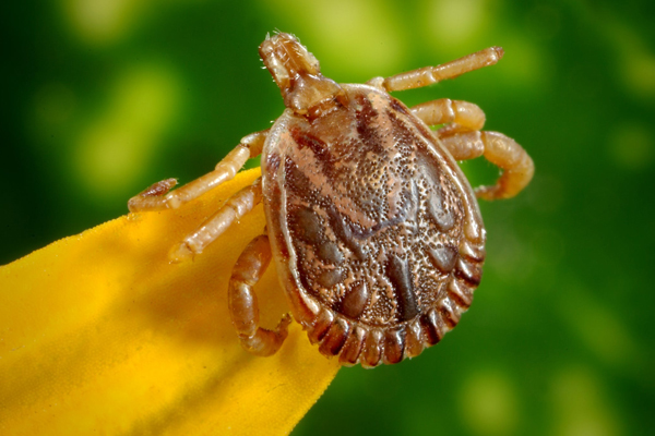 Summer Pest Control: Keep Insects in Check with Lawn Care