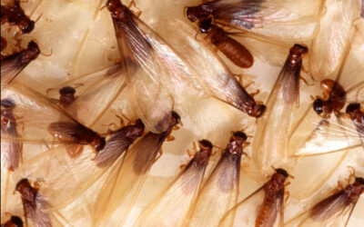 Do You Need Pest Control for Termite Swarming Season?