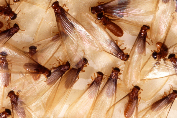 Do You Need Pest Control for Termite Swarming Season?