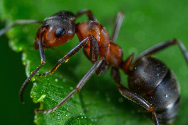 Getting Rid of Red Fire Ants