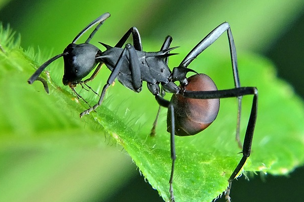 The Carpenter Ant is Not Your Friend