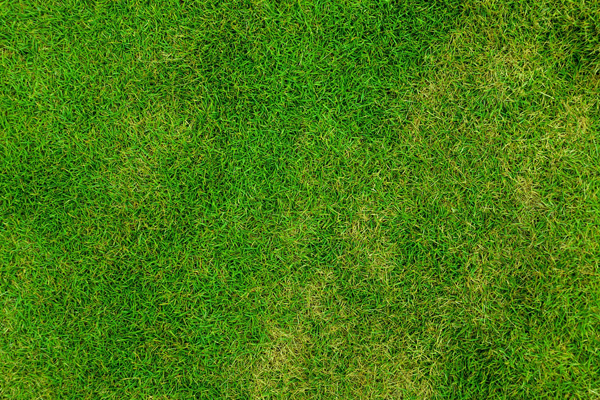 Top 3 Mistakes People Make When Hiring a Lawn Service